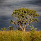 Charakteristische Landschaft Südafrika