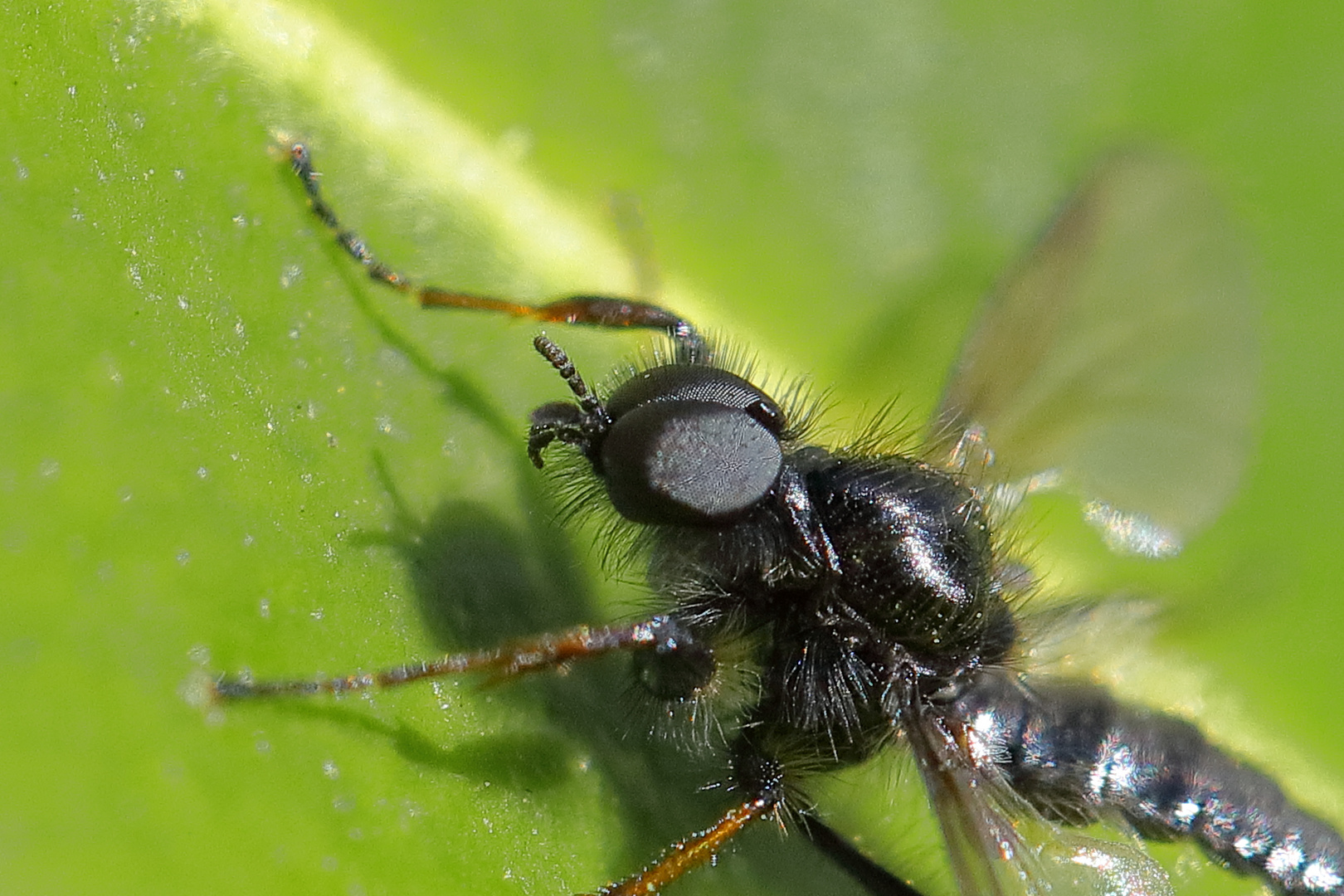 Charakterköpfe