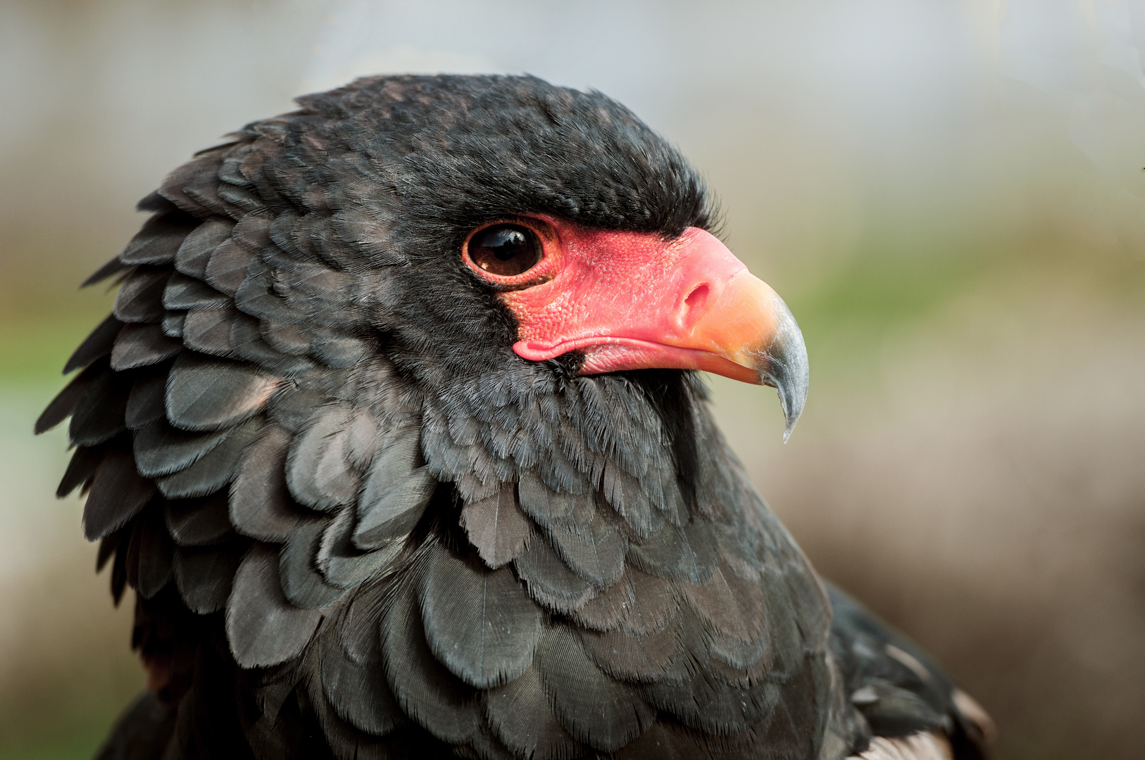 Charakterkopf oder Gauklerportrait