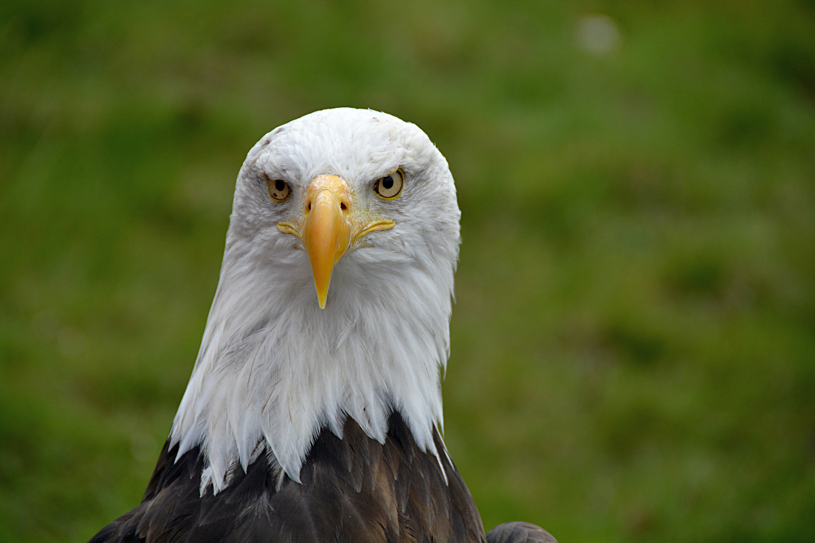 Charakterkopf - Porträt Weisskopfseeadler