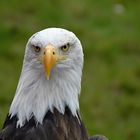 Charakterkopf - Porträt Weisskopfseeadler