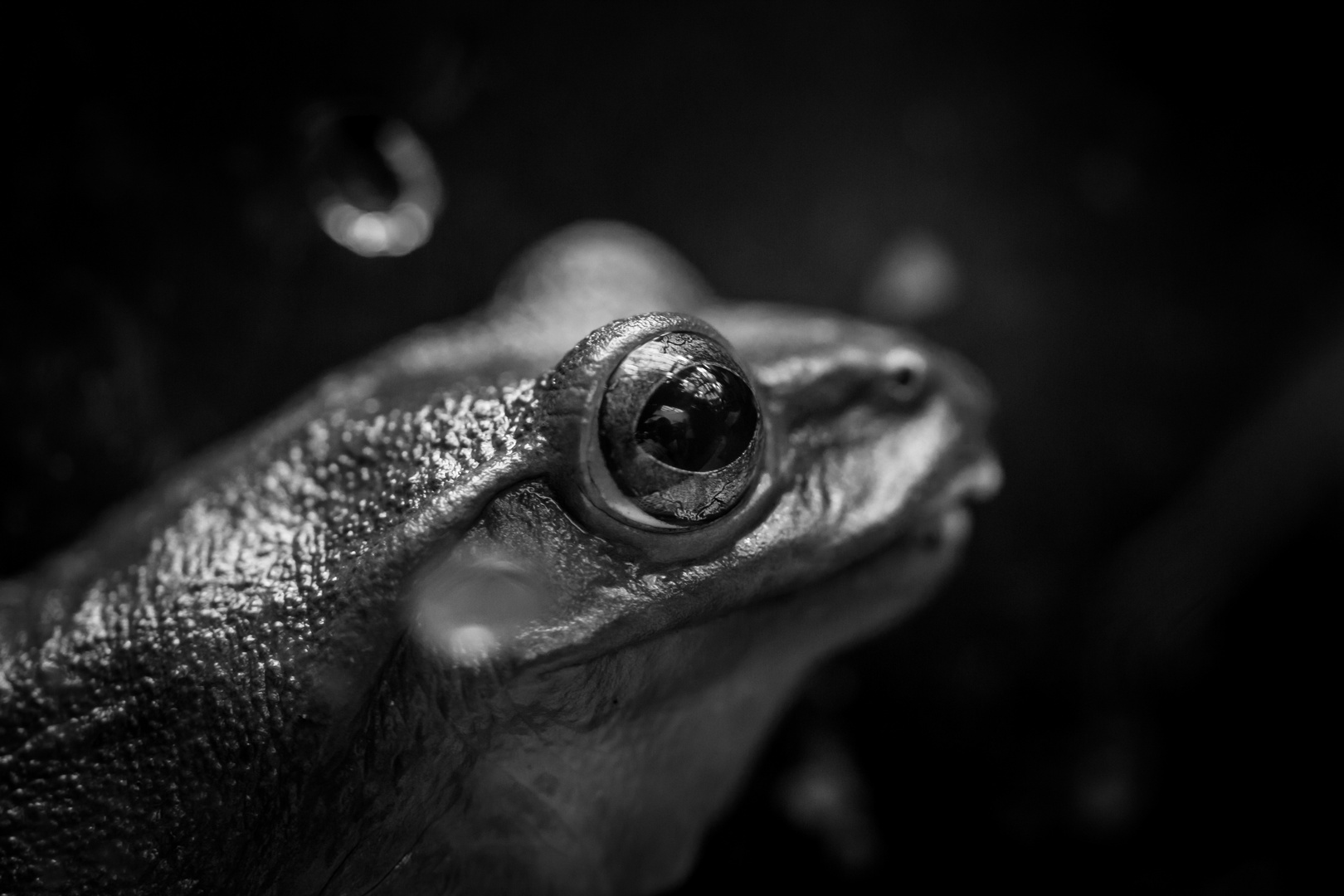 Charakterportrait eines Frosches .... ;)