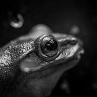 Charakterportrait eines Frosches .... ;)