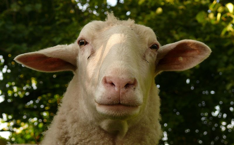 Charakterschaf Max im Portrait