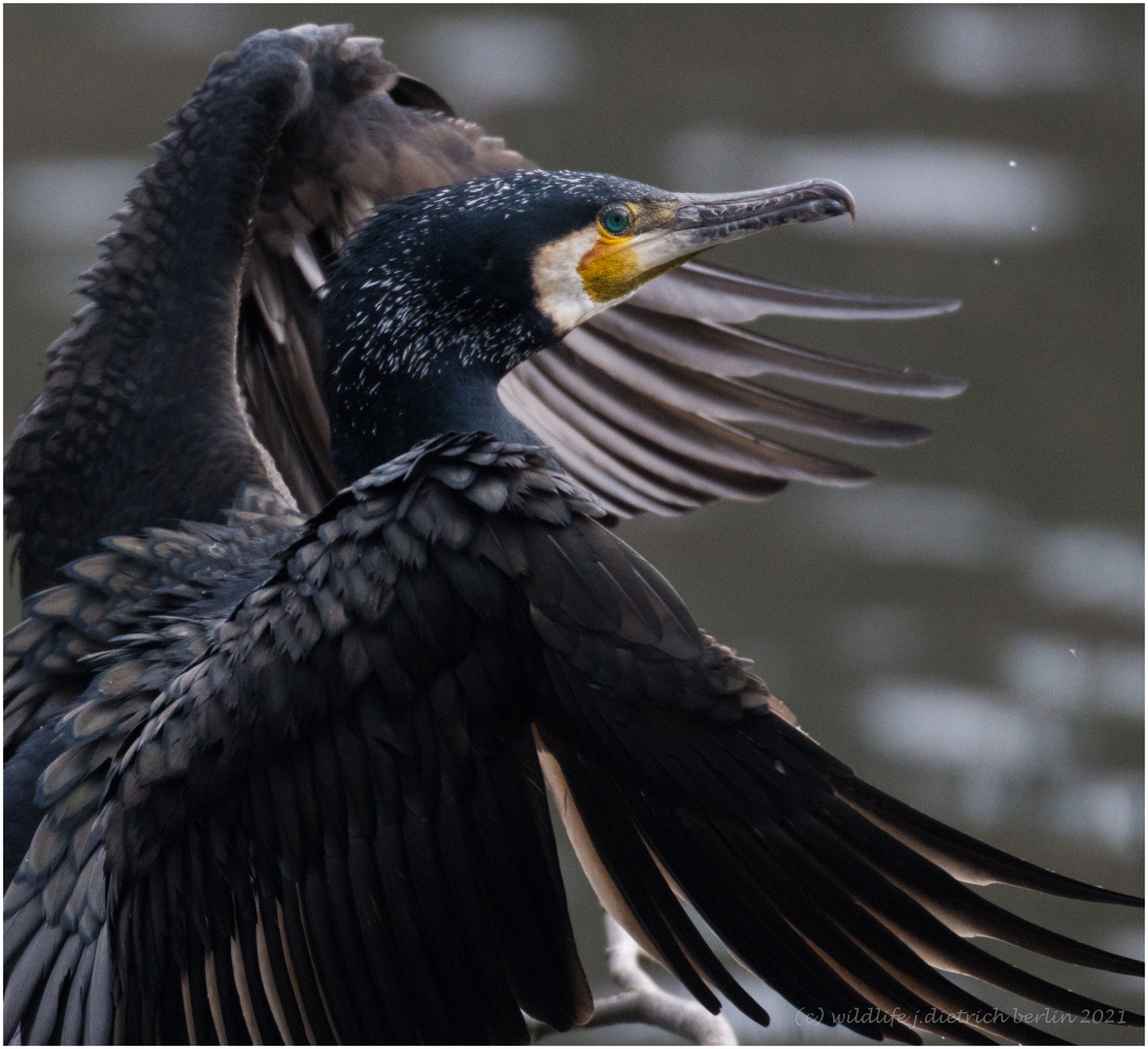 Charaktervogel