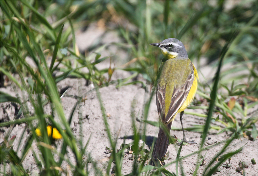 Charaktervogel der Costa del Vatt