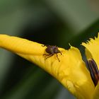 Charançon de l'iris des marais