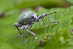 Charançon (Phyllobius urticae) 2