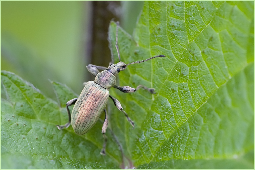 Charançon (Phyllobius urticae) 3