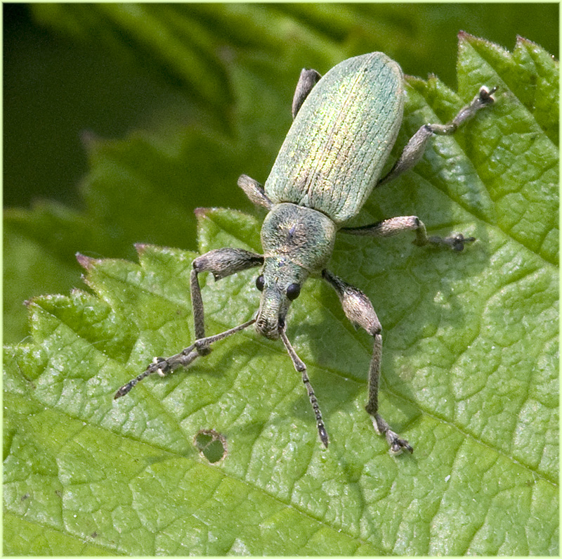 Charançon (Phyllobius urticae)