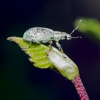 Charançon (Phyllobius urticae). --- Der Rüsselkäfer geniesst die Aussicht! 