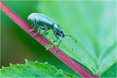 Charançon, Phyllobius urticae