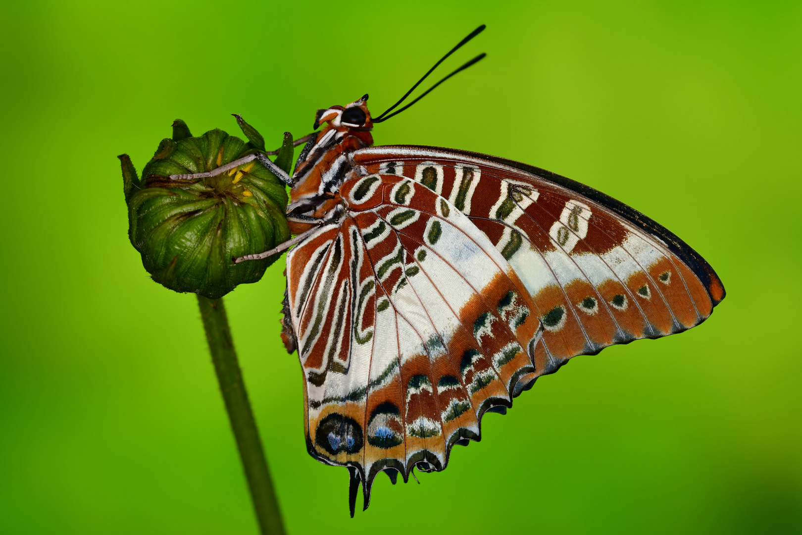 Charaxes Brutus #2