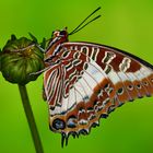 Charaxes Brutus #2