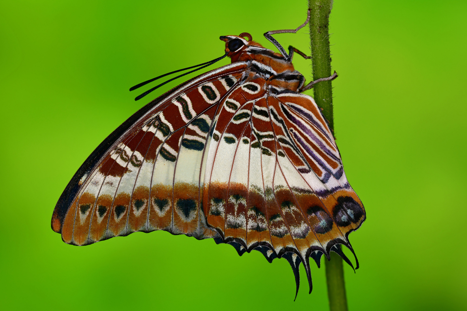 Charaxes Brutus