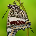 Charaxes Castor