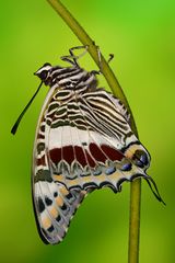 Charaxes Castor