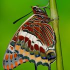 Charaxes Jasius 