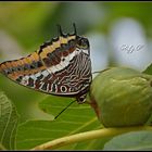 Charaxes jasius