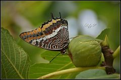 Charaxes jasius