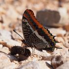 Charaxes jasius