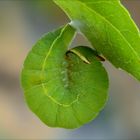 Charaxes jasius