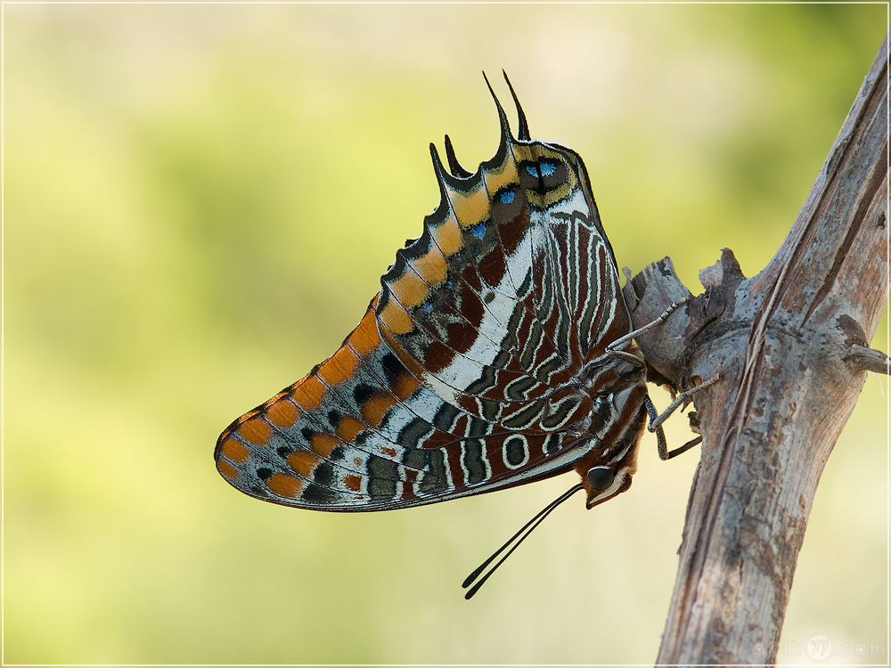 Charaxes jasius (Erdbeerbaumfalter)