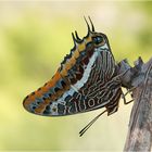 Charaxes jasius (Erdbeerbaumfalter)