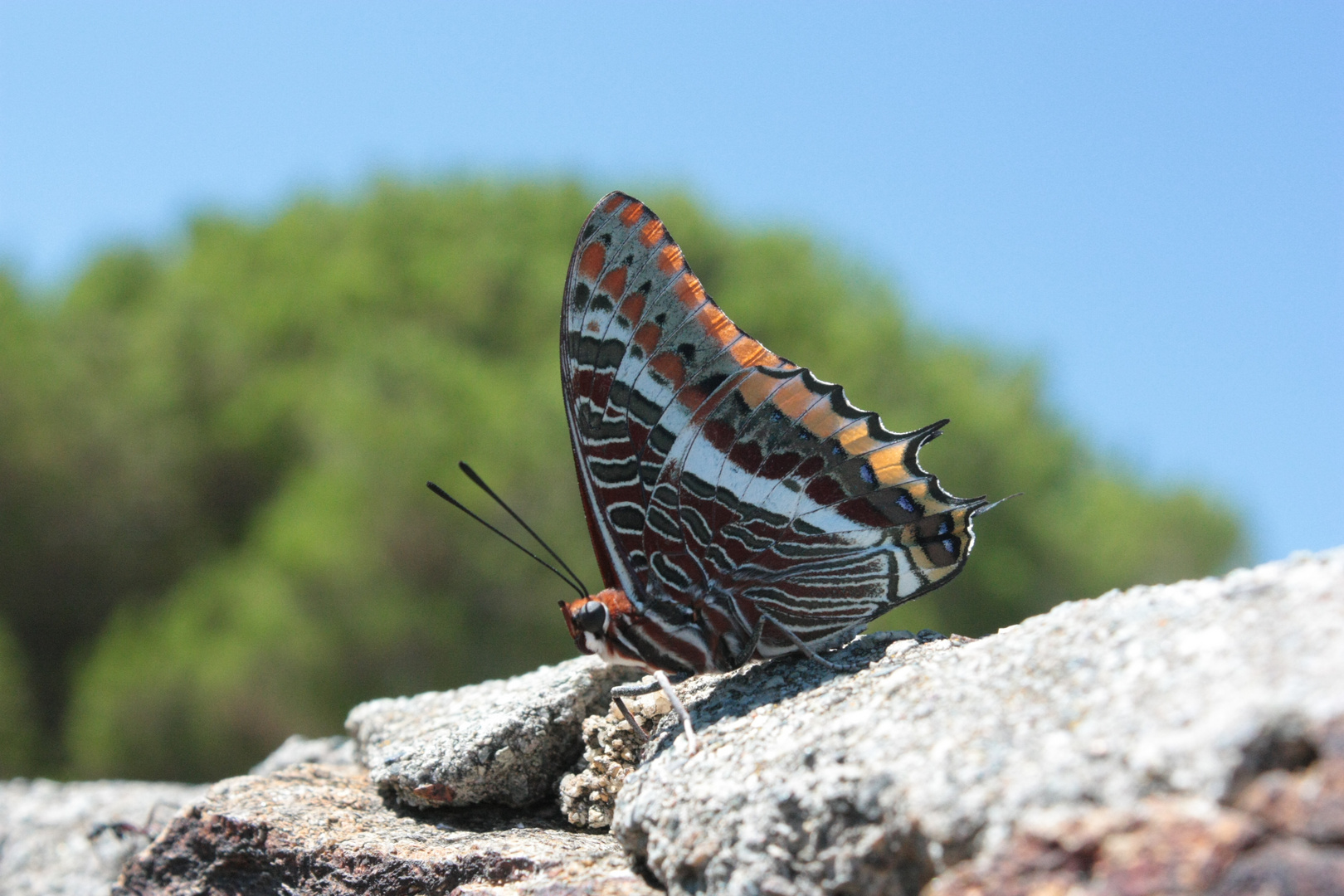 Charaxes jasius (Pacha a deux queues) photo et image macro nature, macro insectes, papillons