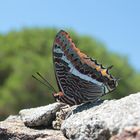 Charaxes jasius (Pacha a deux queues)