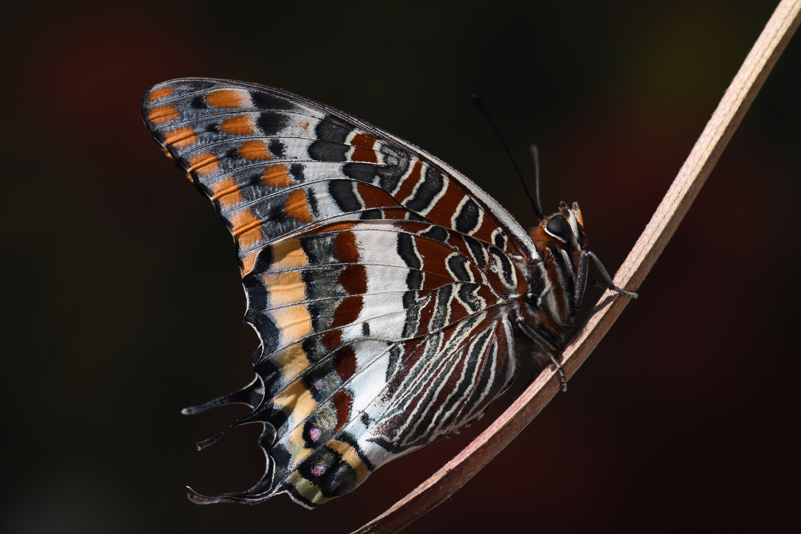 Charaxes jasius , Two-tailed pasha