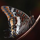 Charaxes jasius , Two-tailed pasha