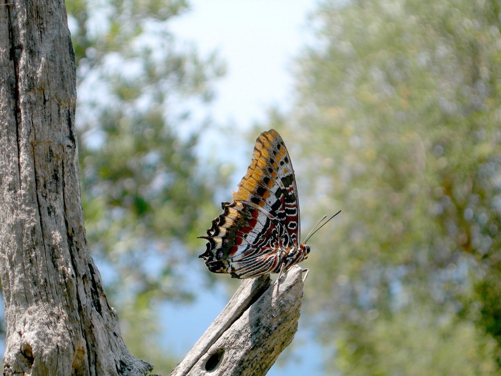 Charaxes jasus