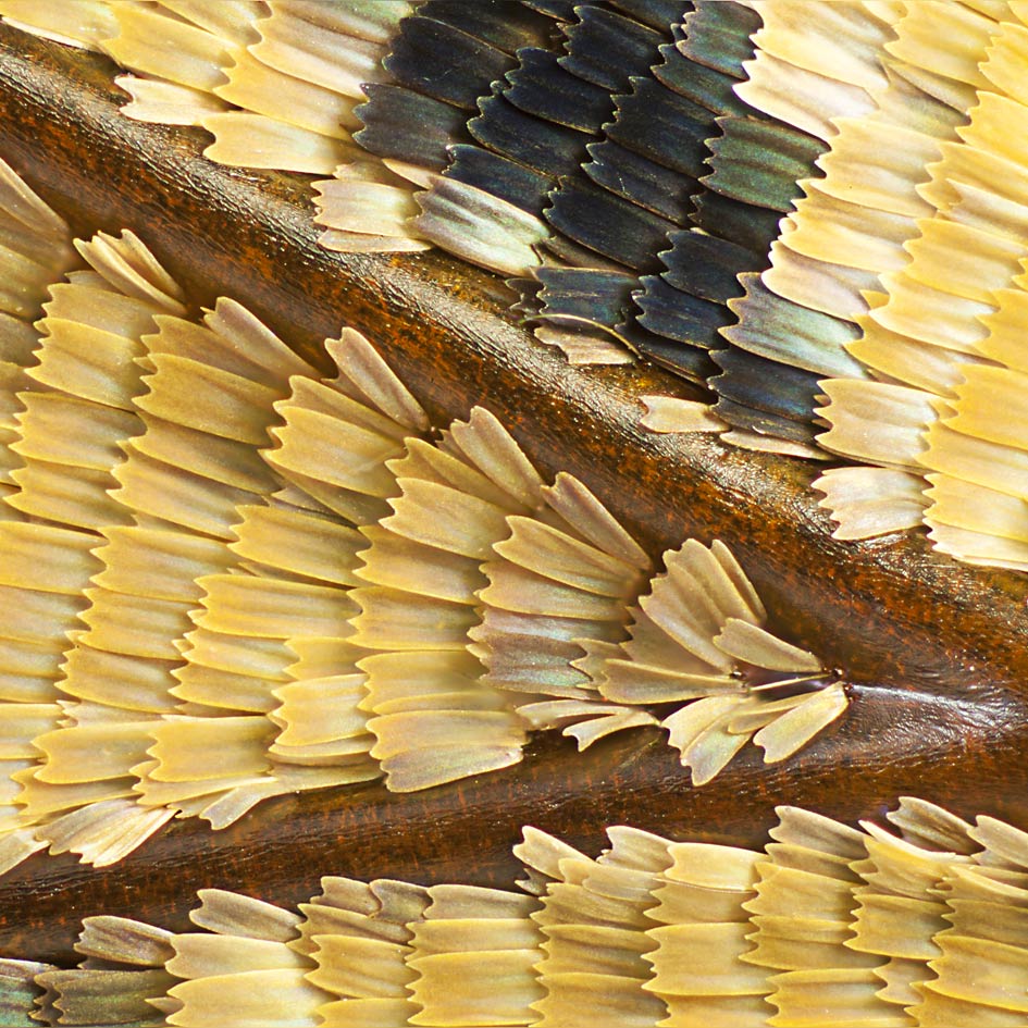 Charaxes tiridates, Flügelausschnitt