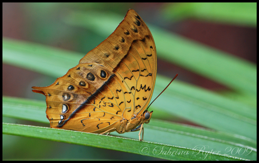 Charaxes varanes