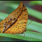 Charaxes varanes