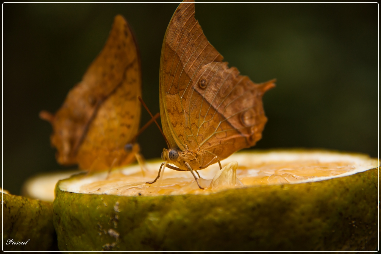 Charaxes Varanes