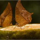 Charaxes Varanes