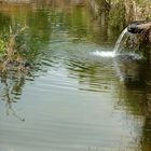 Charca refrescante