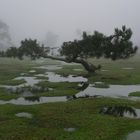 charco y árbol, A Groba (Pontevedra)