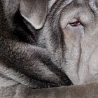 Charcoal Grey Sharpei