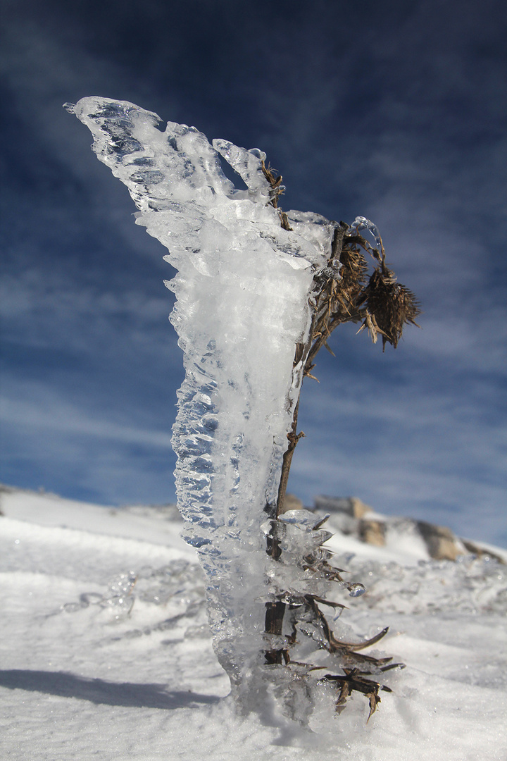 chardon de glace