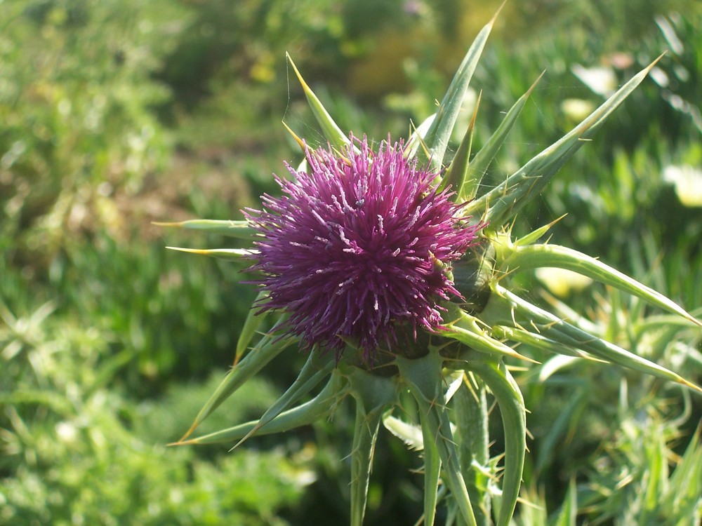 Chardon en fleur