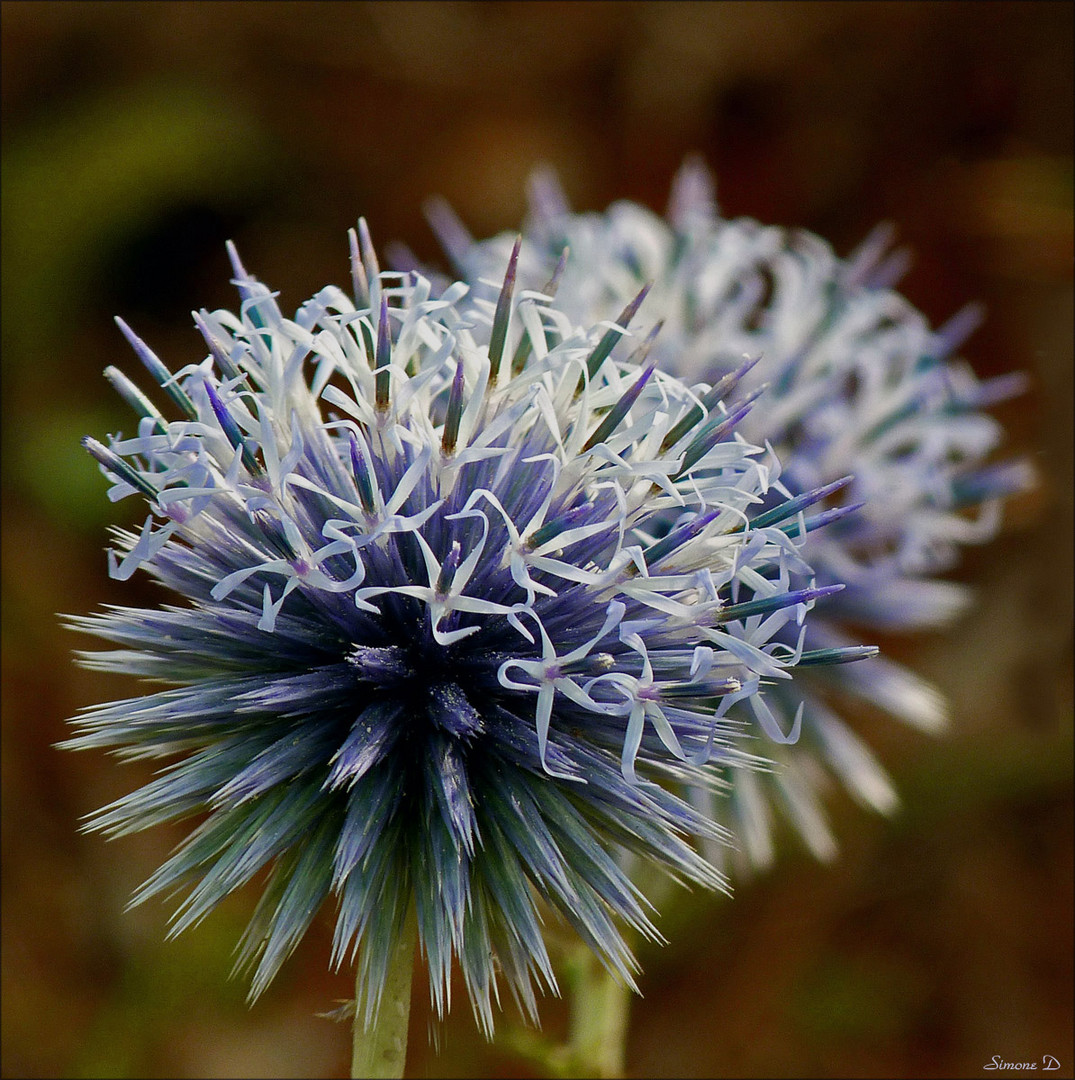 Chardon en fleurs