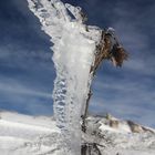 Chardon sous la glace