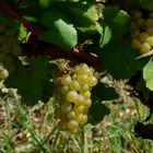 Chardonnay à Château Chalon ( Jura Français )