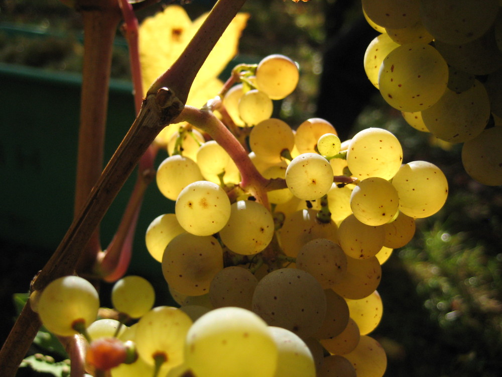 Chardonnay bei Vollreife