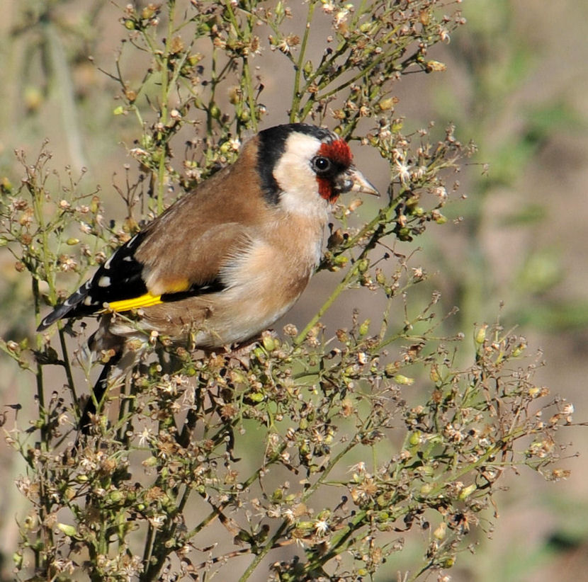 chardonneret