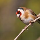 Chardonneret curieux