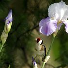 Chardonneret dans les iris